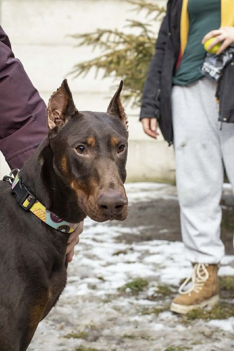Piękna dama szuka dobrego domu