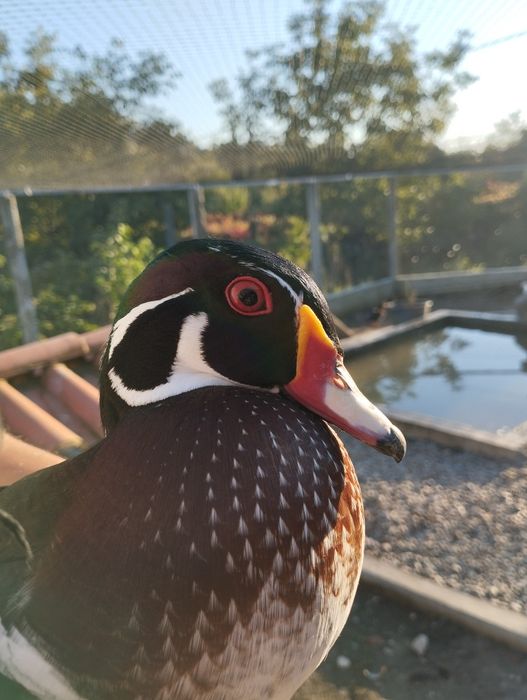 Patos mandarins e carolinos