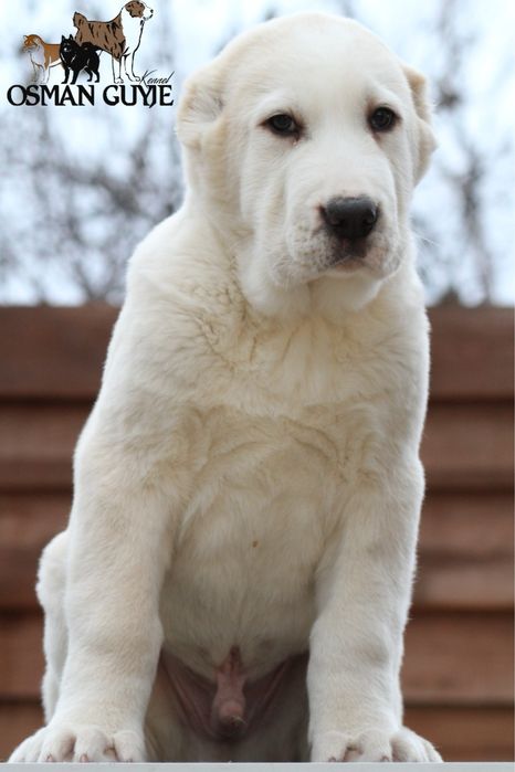 Перспективний хлопчик алабай САВ Середньоазітська вівчарка