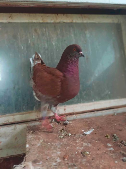 kingi gołebie rasowe