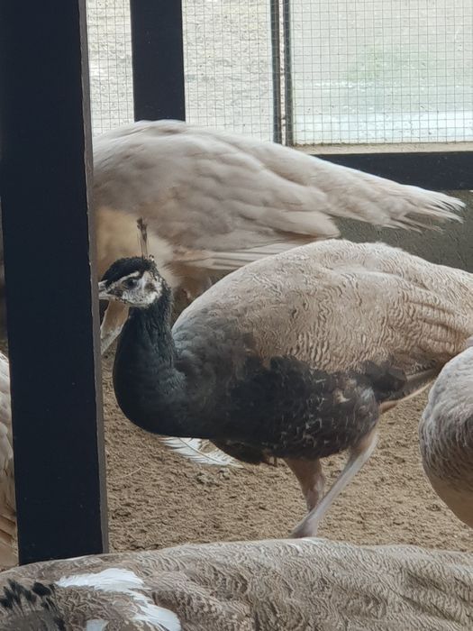 Samiec paw bufor bronz 2025