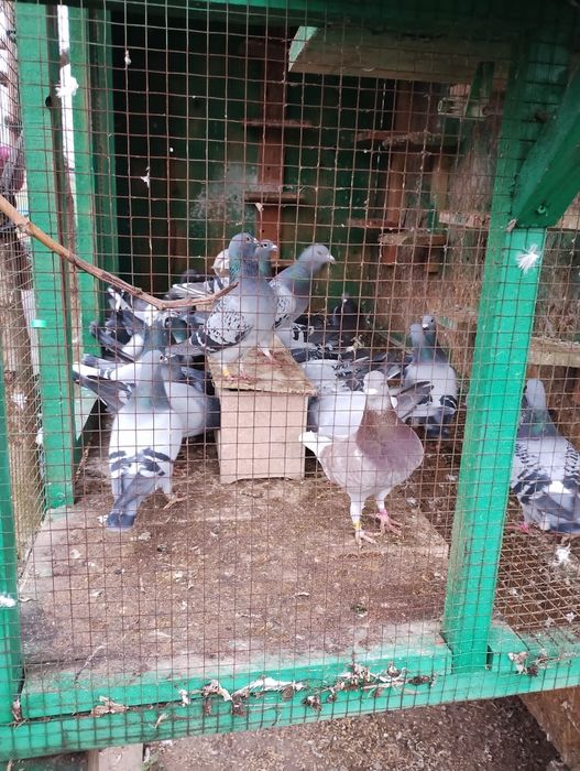 Gołębie pocztowe lotowane z kartami