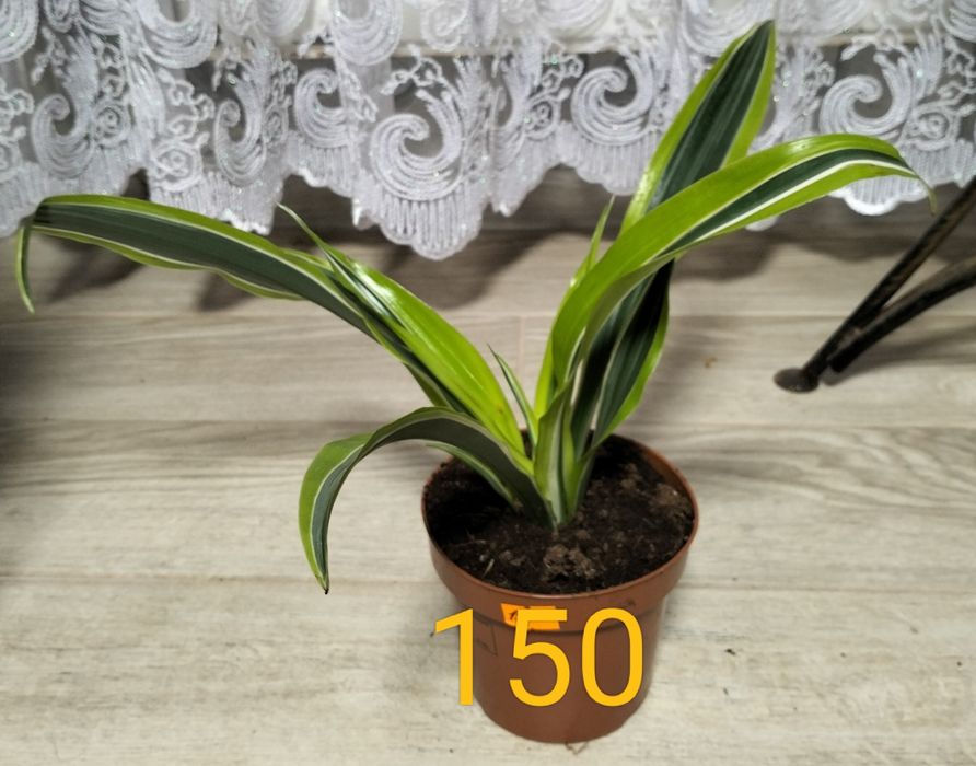 Продаж орхідей та зеленого