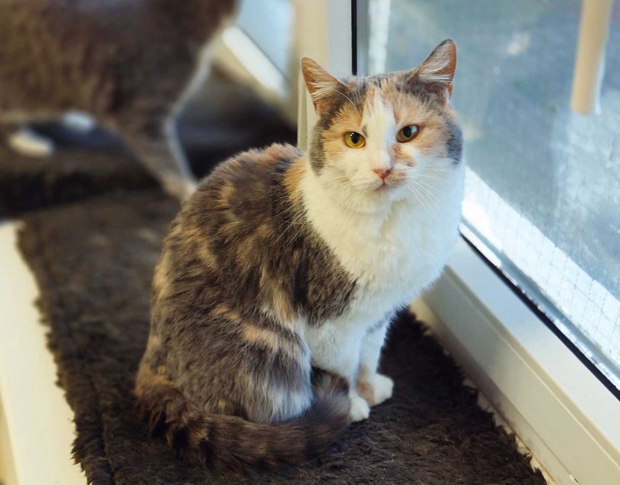 Мальва, 1,5 года, лапочка-трехцветочка в ожидании чуда! Кошка кот