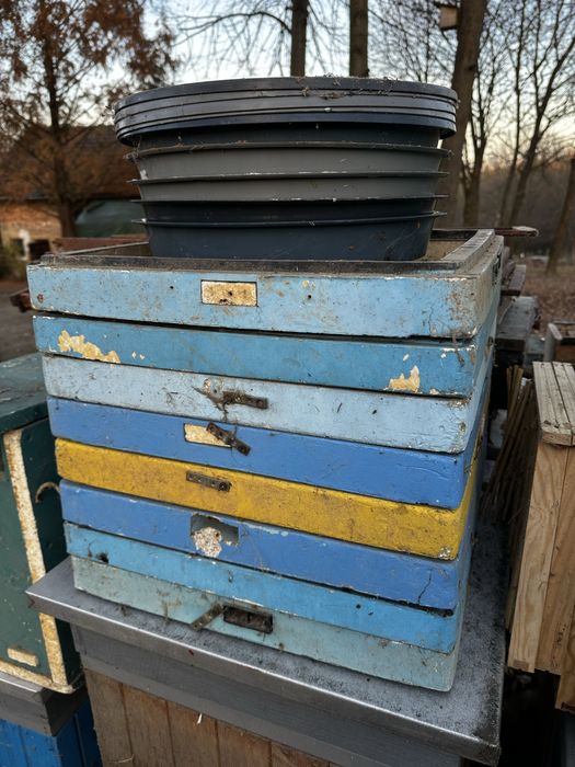 Ule wielkopolskie 10r