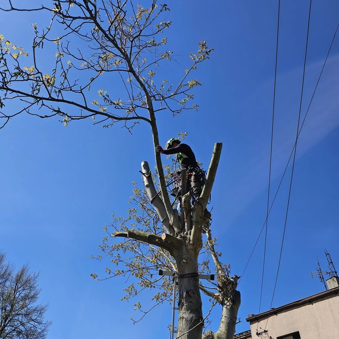 Wycinka drzew i skracanie żywopłotów.