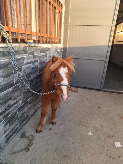 Poneis montados e engatados