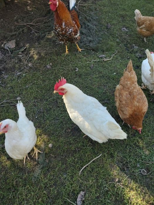 Sprzedam kury nioski