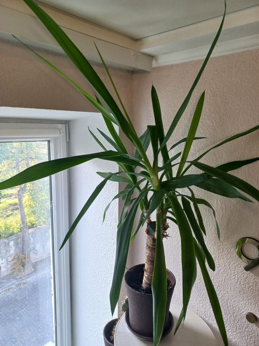 Пальма Юкка з горщиком або без