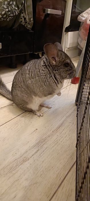 Szynszylka szuka stałego domu