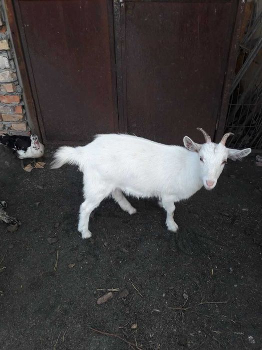 Коза, молода, не дойна