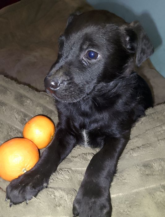 Шикарні цуценя бронюйте