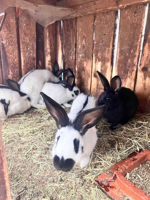 Кролики Строкачі 3.5 місячні