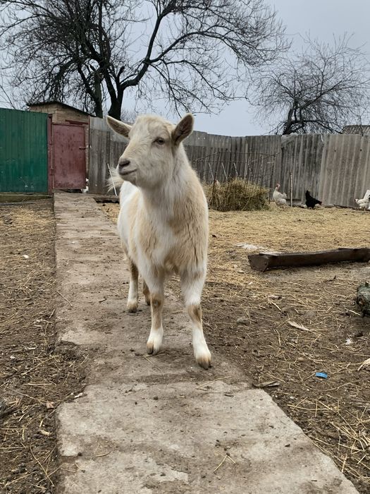 Продається молода коза, 1 рік