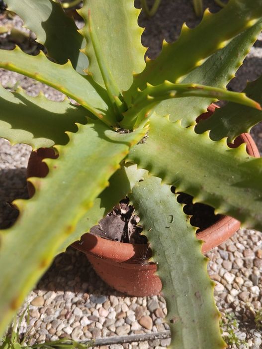 Plantas Suculentas para o Natal