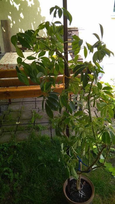 Квітка кімнатна з глечиком