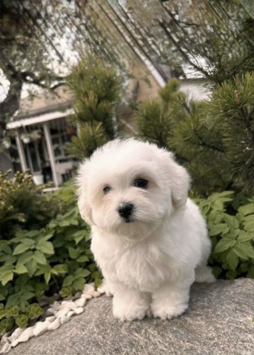 Мальтипу F1 хлопці,