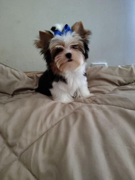 HUGO piękny piesek Yorkshire terrier Biewer