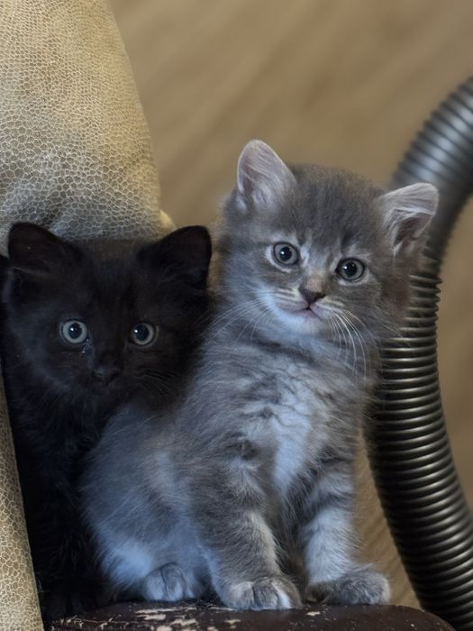 Кошенята шукають люблячу родину