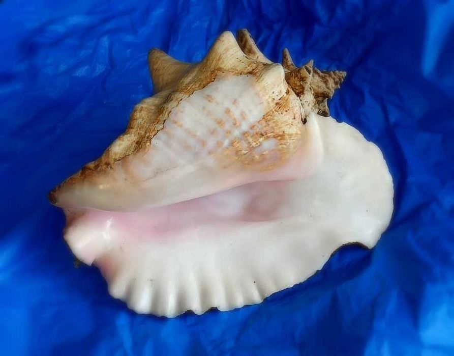 Ракушка Strombus gigas большая. Куба.
