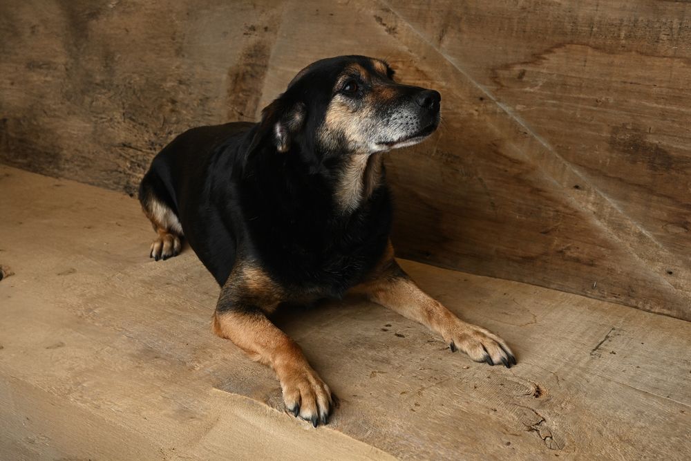 Borus szuka kochającego domu