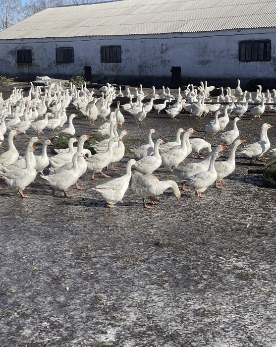 Інкубаційне яйце , касок , гусей , курей