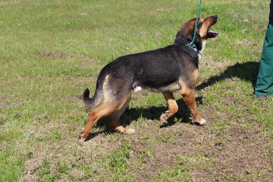 088256 Glen do adopcji