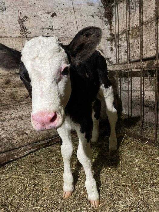 Продам теличку з під гарної корови