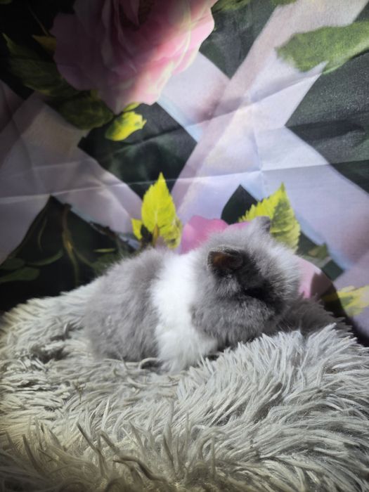 Karzełek Teddy Mini z Metryka