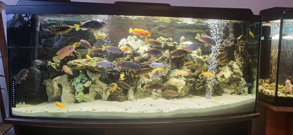 Pyszczaki różne gatunki