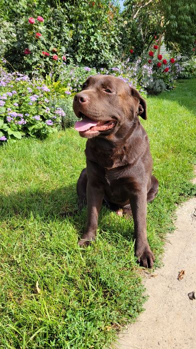 в'язка шоколадний Лабрадор (Київ, Бориспіль)