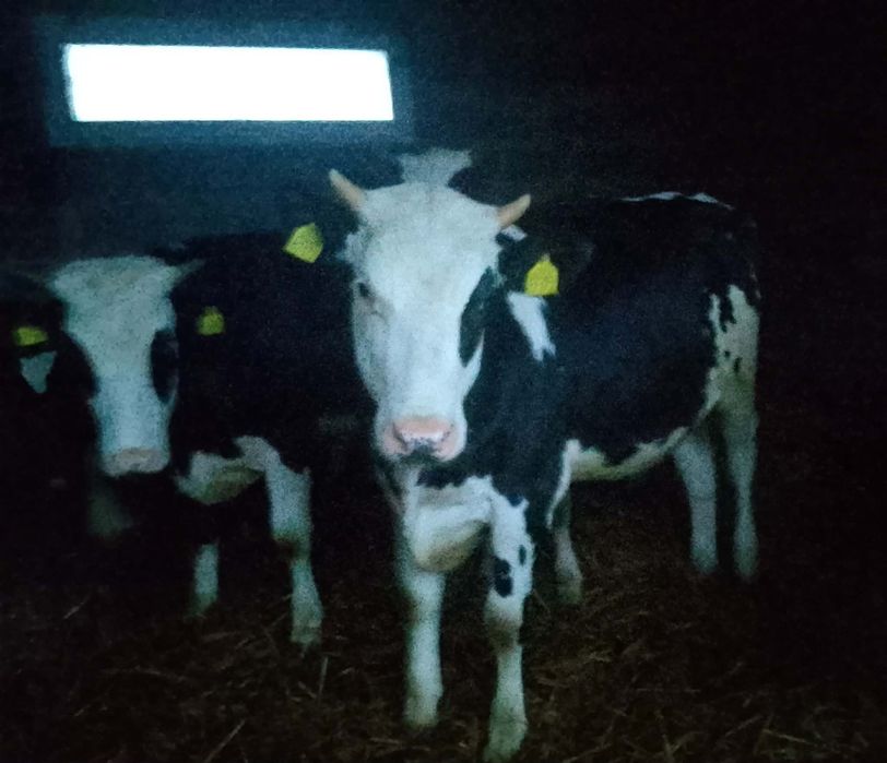 Sprzedam jałówki