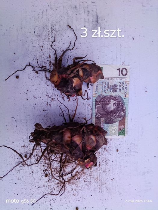 Kannna paciorecznik bulwy cebulki zielony liść