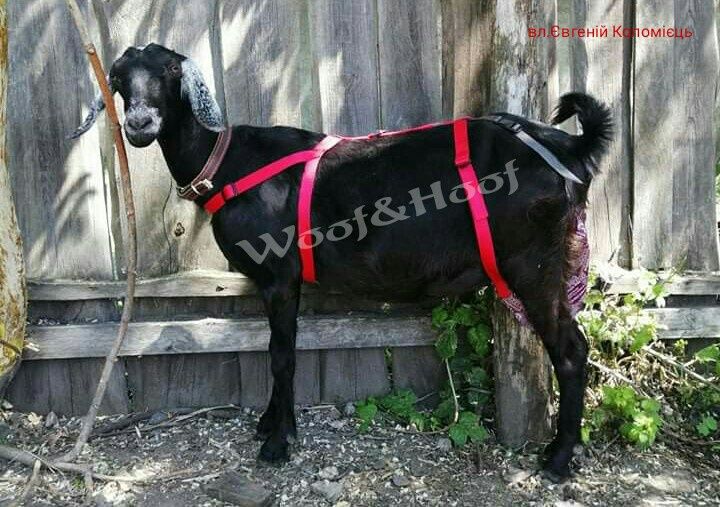 Бюстгальтер, ліфчик для кози. Сумка для вимені