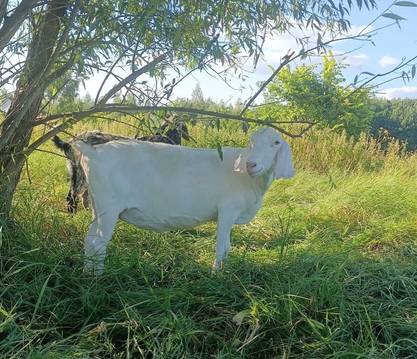 Кози на мясо (жива вага)