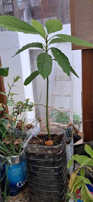 Abacateiros (3 unidades)