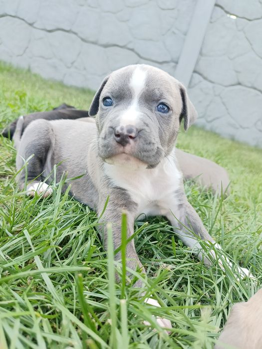 American Staffordshire Terrier Blue rodowód