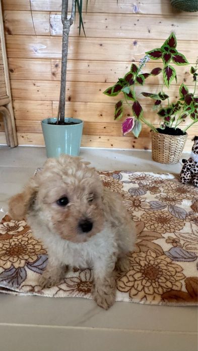 Menina Caniche Toy Apricot