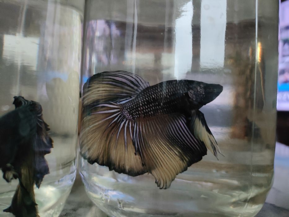 Betta Bojownik gr A bezpieczna wysylka Olsztyn