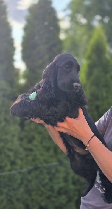 Cocker spaniel angielski Moris z  genem czekoladowym!