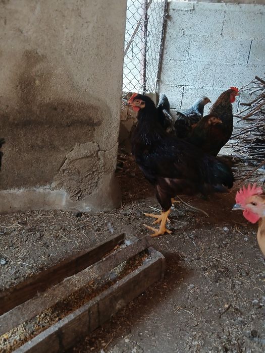 Galos de ovos azuis, verdes e andaluza suranha