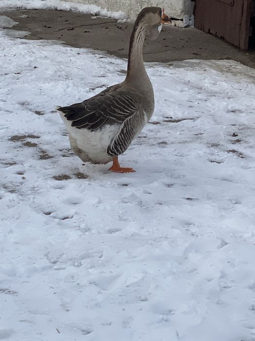 Гуси холмогори на племя
