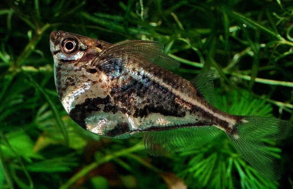 Pstrążenica marmurkowa - Carnegiella strigata - dowóz, wysyłka