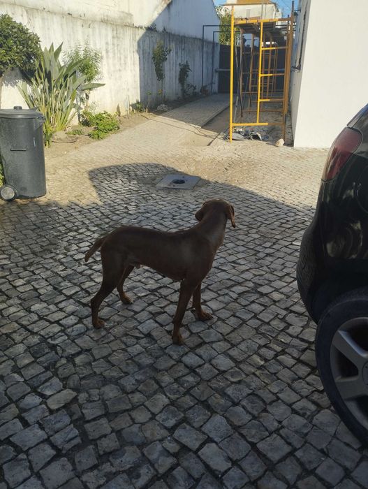 Perdigueiro Portugues
