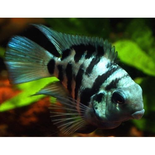 Продам тигровых рыбок