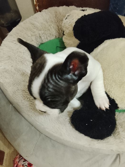 Buldogue francês bebe macho lindo