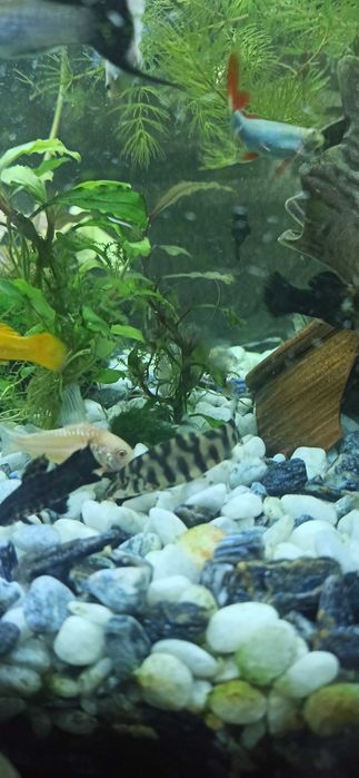 Боція мраморна продаю