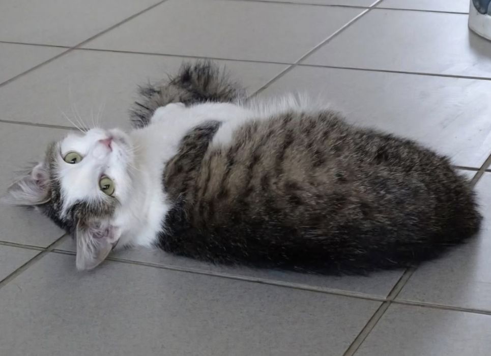 5 miesìęczny kociak szuka domu