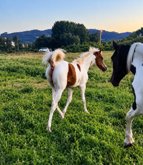 Poltra malhada filha de  pai psa  e mae standarbred