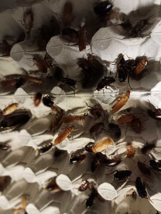 Sprzedam karaczany tureckie